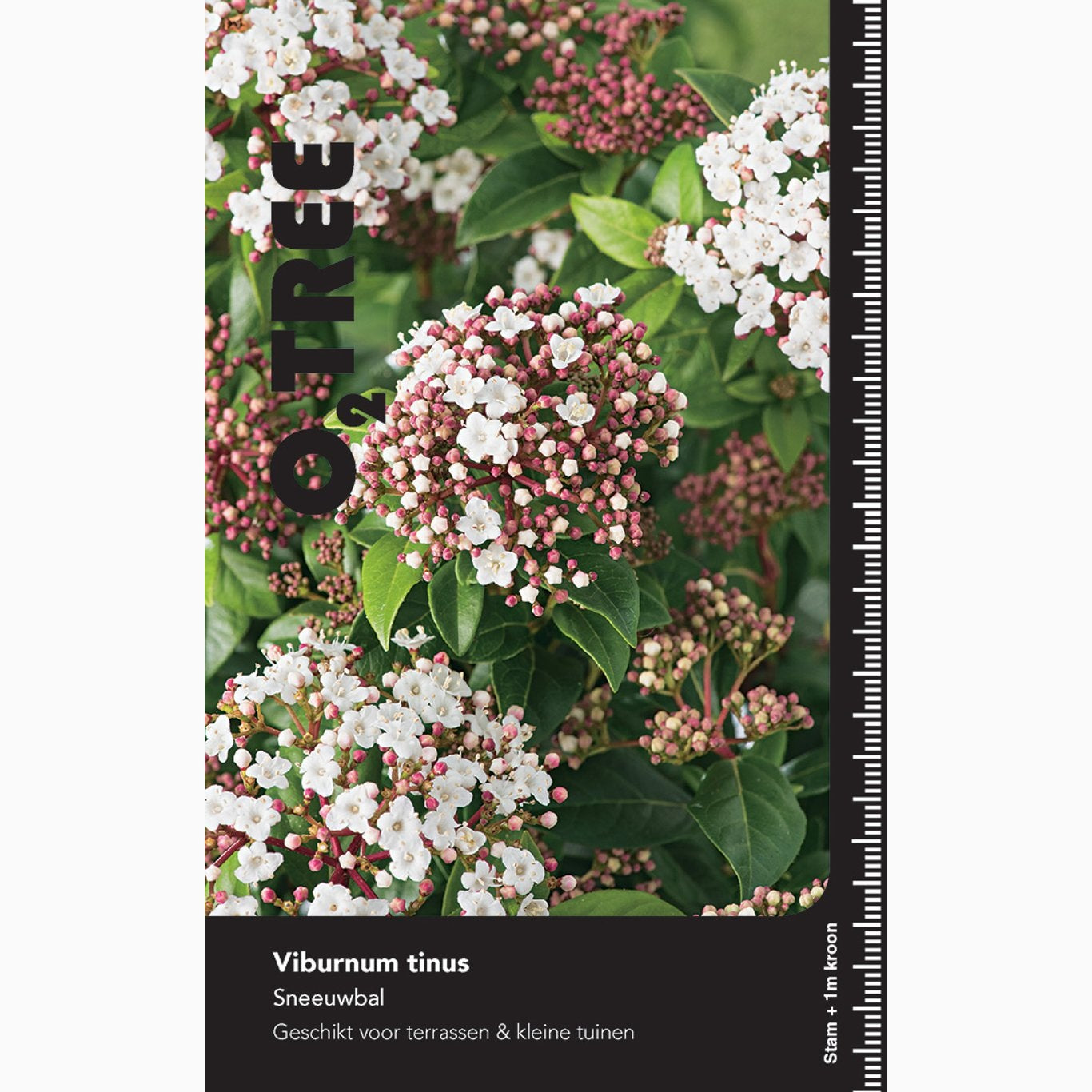 Glansolvon – Viburnum tinus - C12