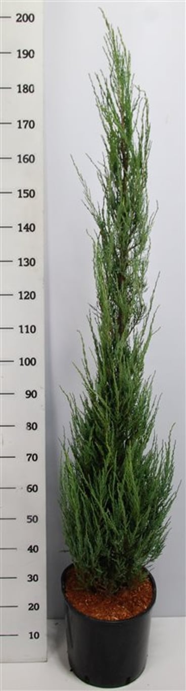 Pelar-en – Juniperus scopulorum &