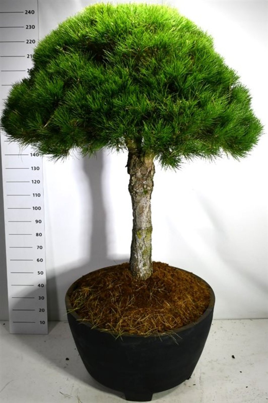 Svarttall – Pinus nigra &
