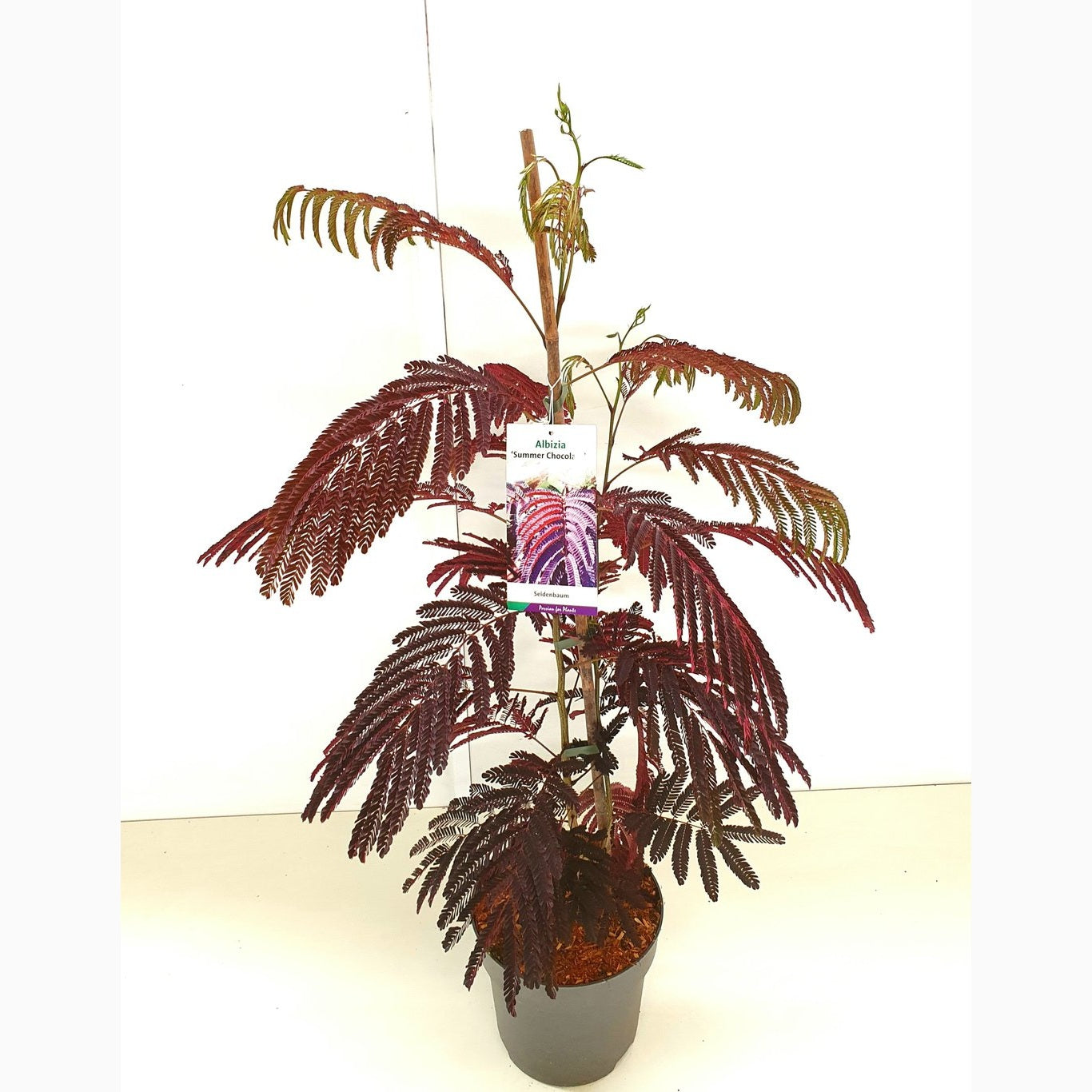 Silkesträd – Albizia julibr. 'Summer Chocolate' - C5 100-125 CM