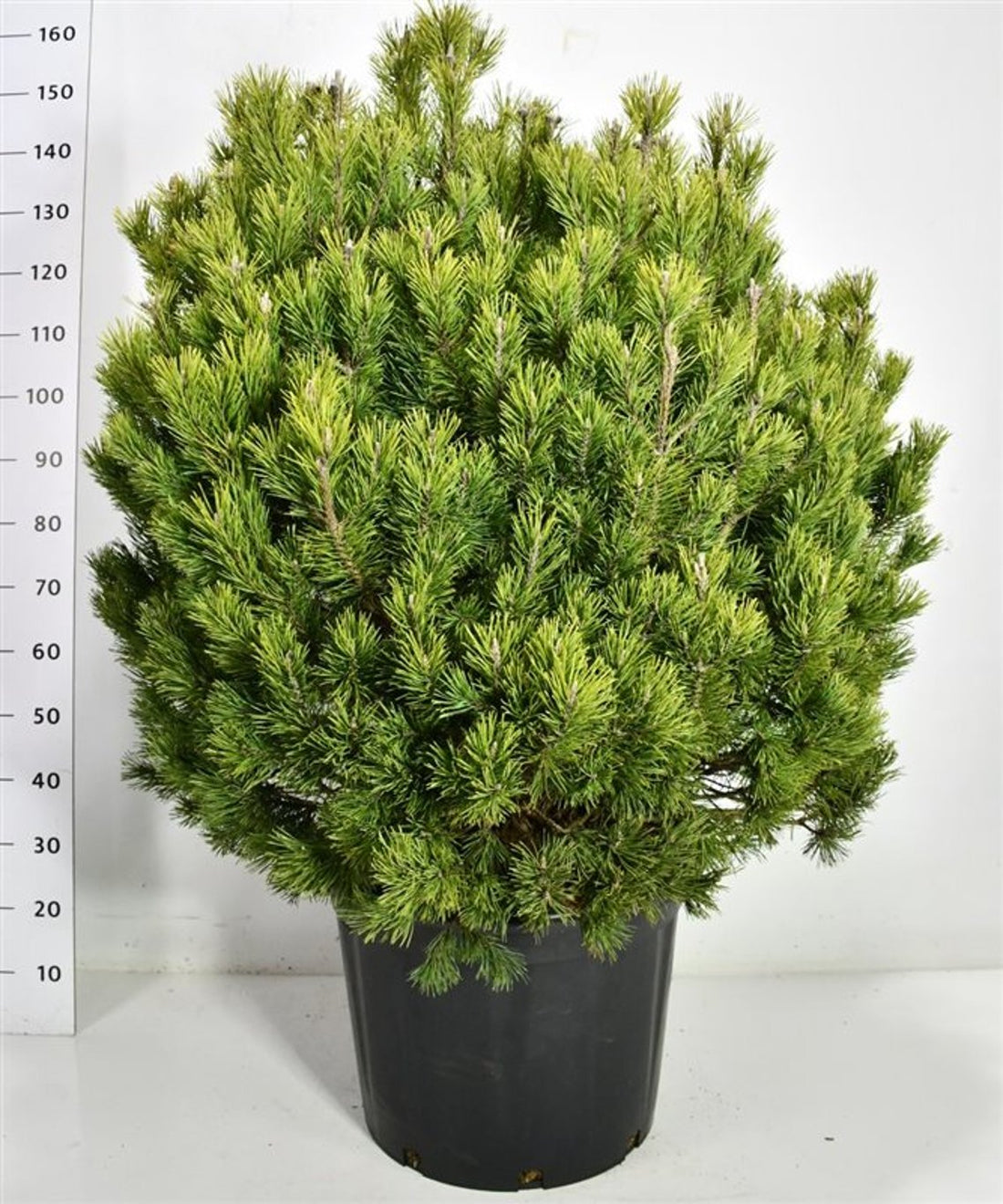 Bergtall – Pinus mugo &