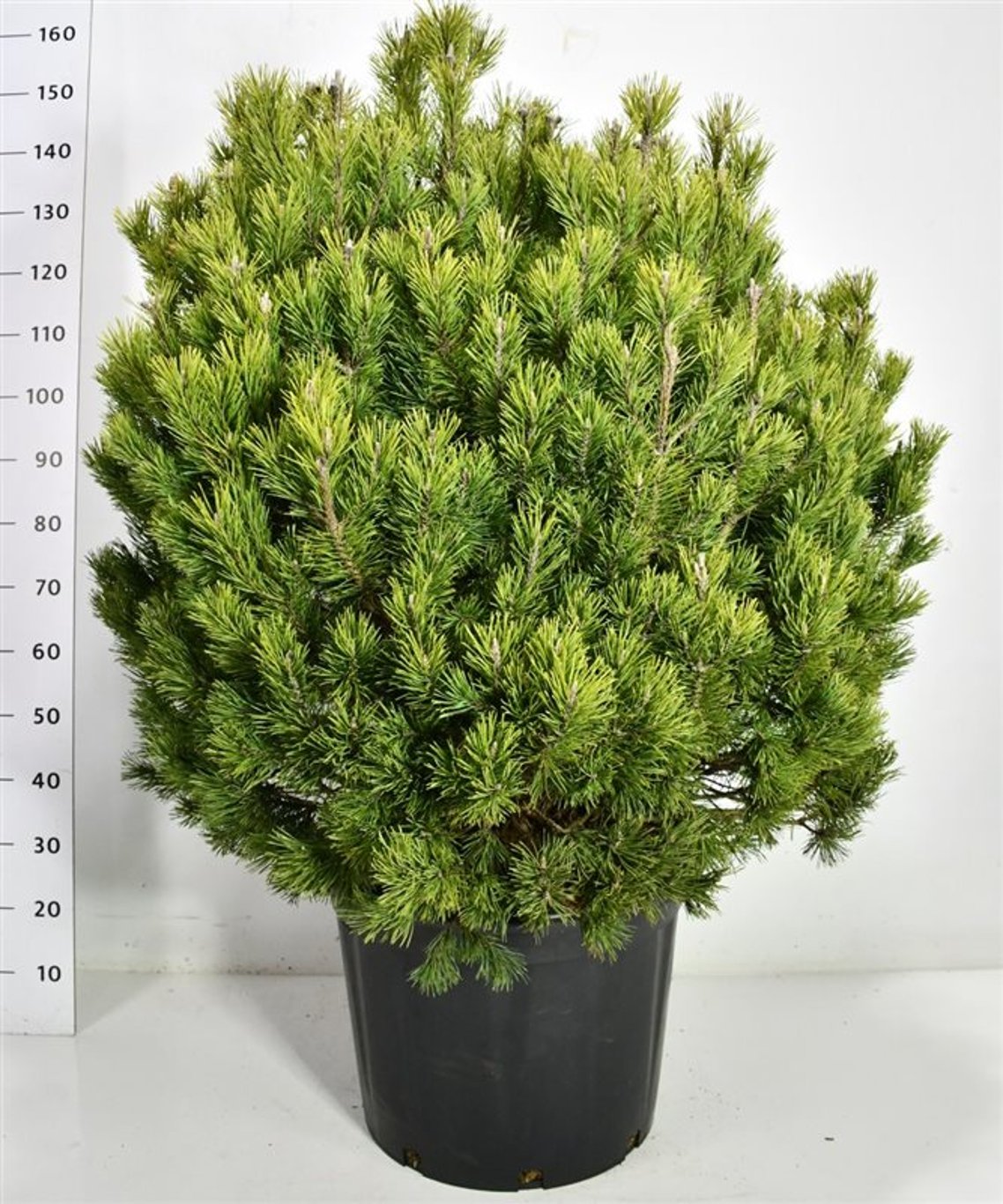 Bergtall – Pinus mugo &