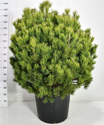 Bergtall – Pinus mugo &
