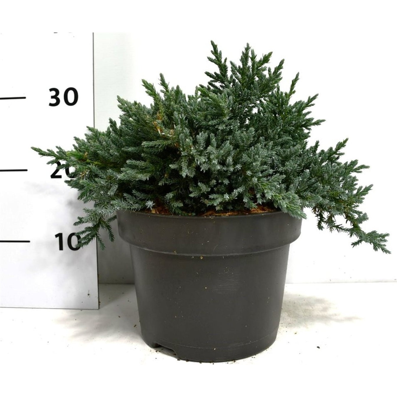 Fjäll-en – Juniperus squamata 'Tropical Blue' - C5 25-30 CM