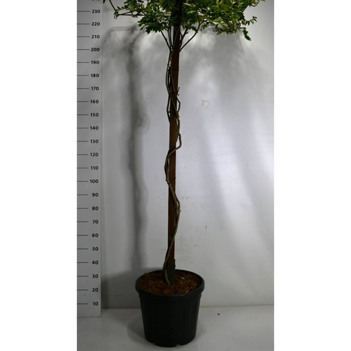 Japansk blåregn – Wisteria brachybotrys 'Yokohama fuji' - C45 200 cm. Dakvorm