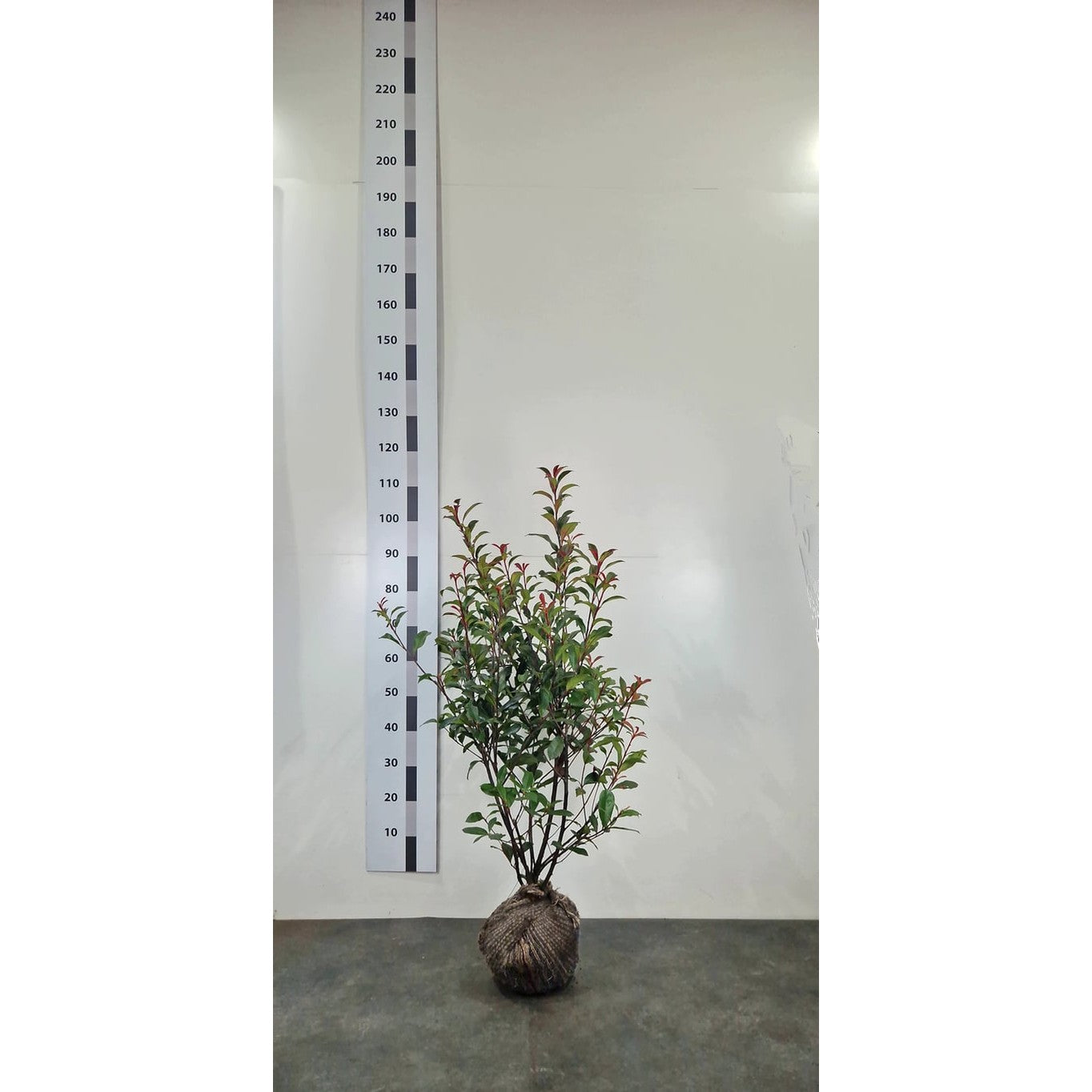Fotinia – Photinia fraseri 'Carré Rouge' - 60-80 CM RB