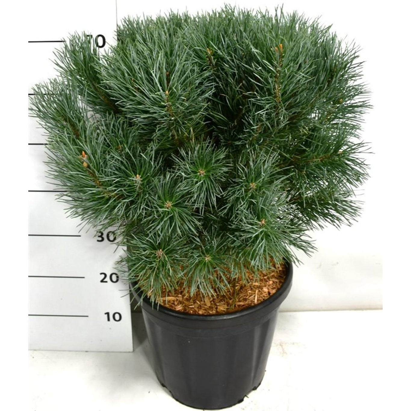 Tall – Pinus sylvestris 'Watereri' - C20 50-60 CM