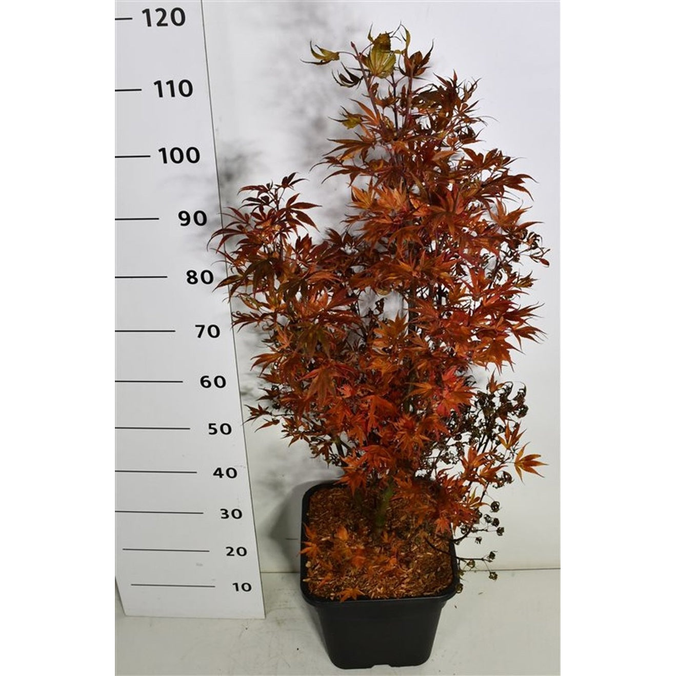 Japansk lönn – Acer palmatum 'Shaina' - C15 80-100 cm.