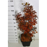 Japansk lönn – Acer palmatum 'Shaina' - C15 80-100 cm.