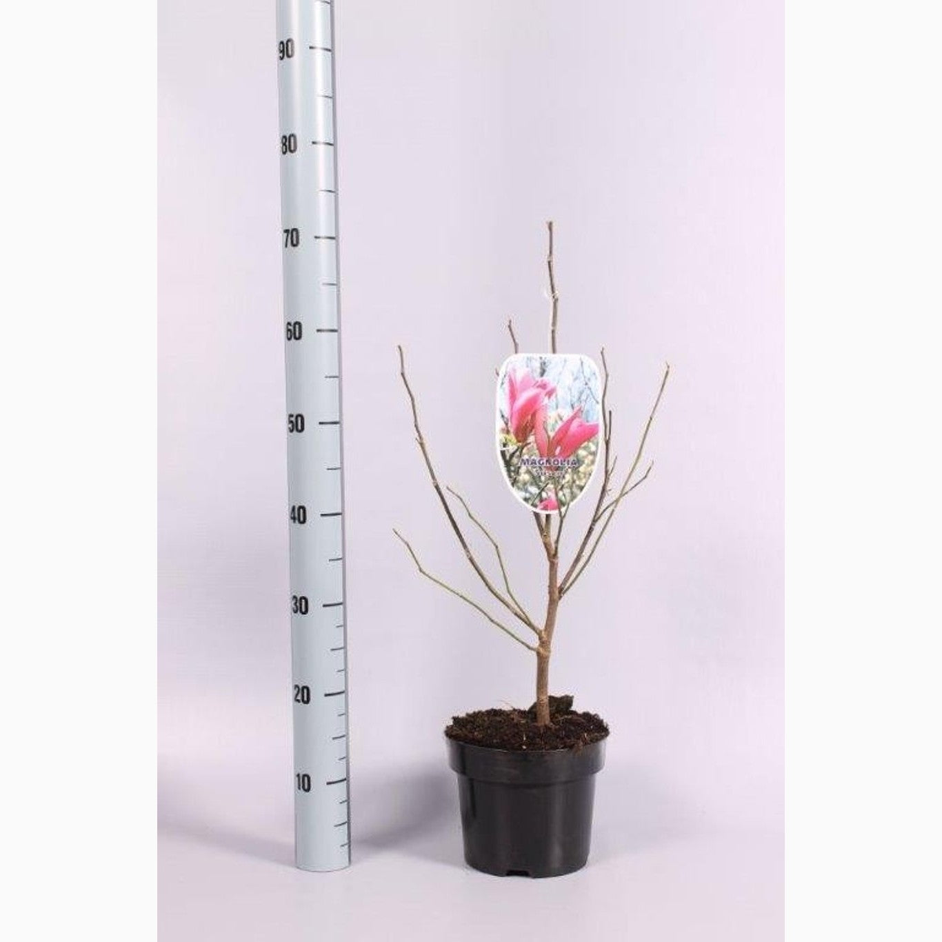 Hybridmagnolia – Magnolia loebneri 'Mag's Pirouette' - C3 50-60 CM
