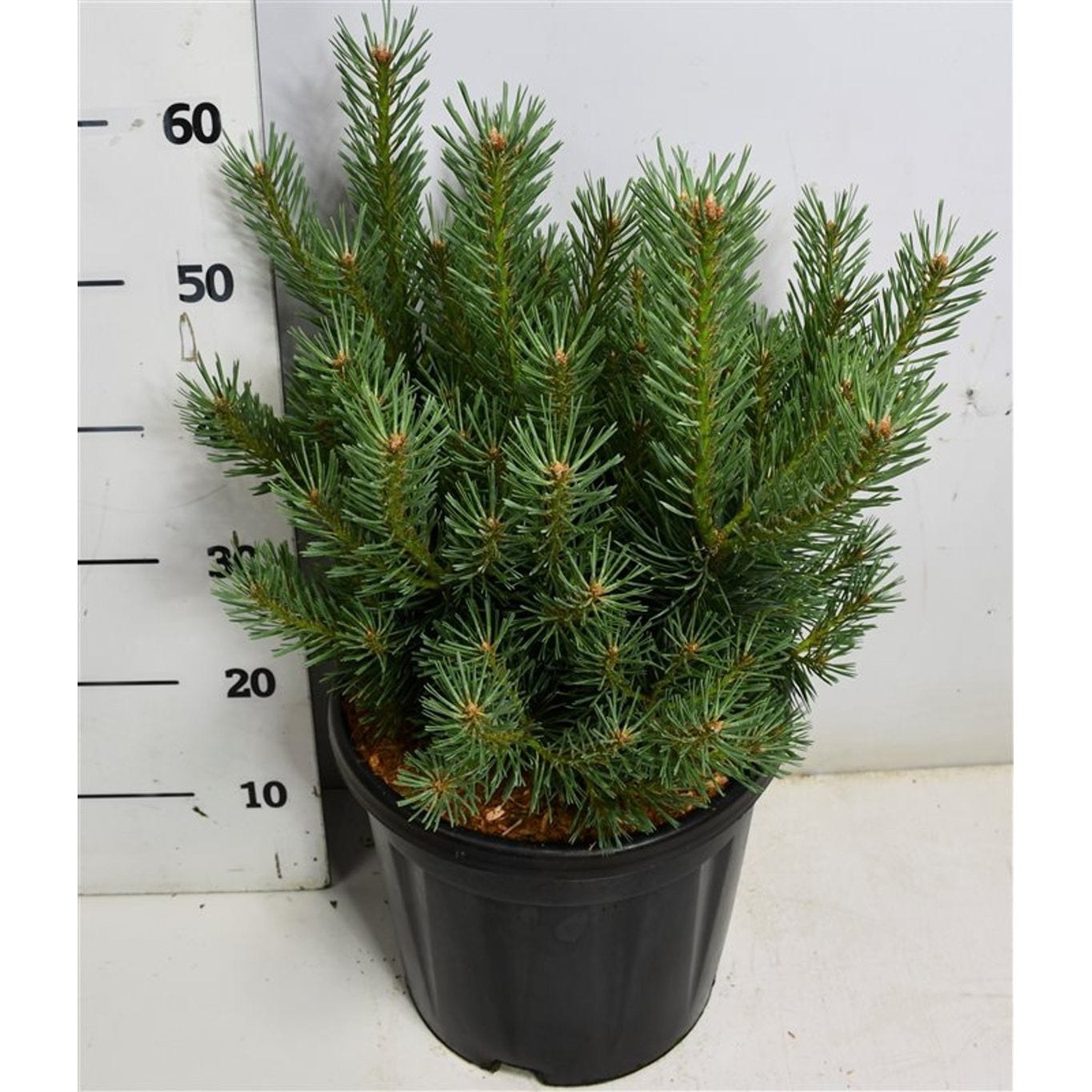 Tall – Pinus sylvestris 'Watereri' - C12 50-60 CM