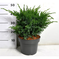 Himalaya-en – Juniperus squamata 'Blue Swede' - C5 30-40 cm.