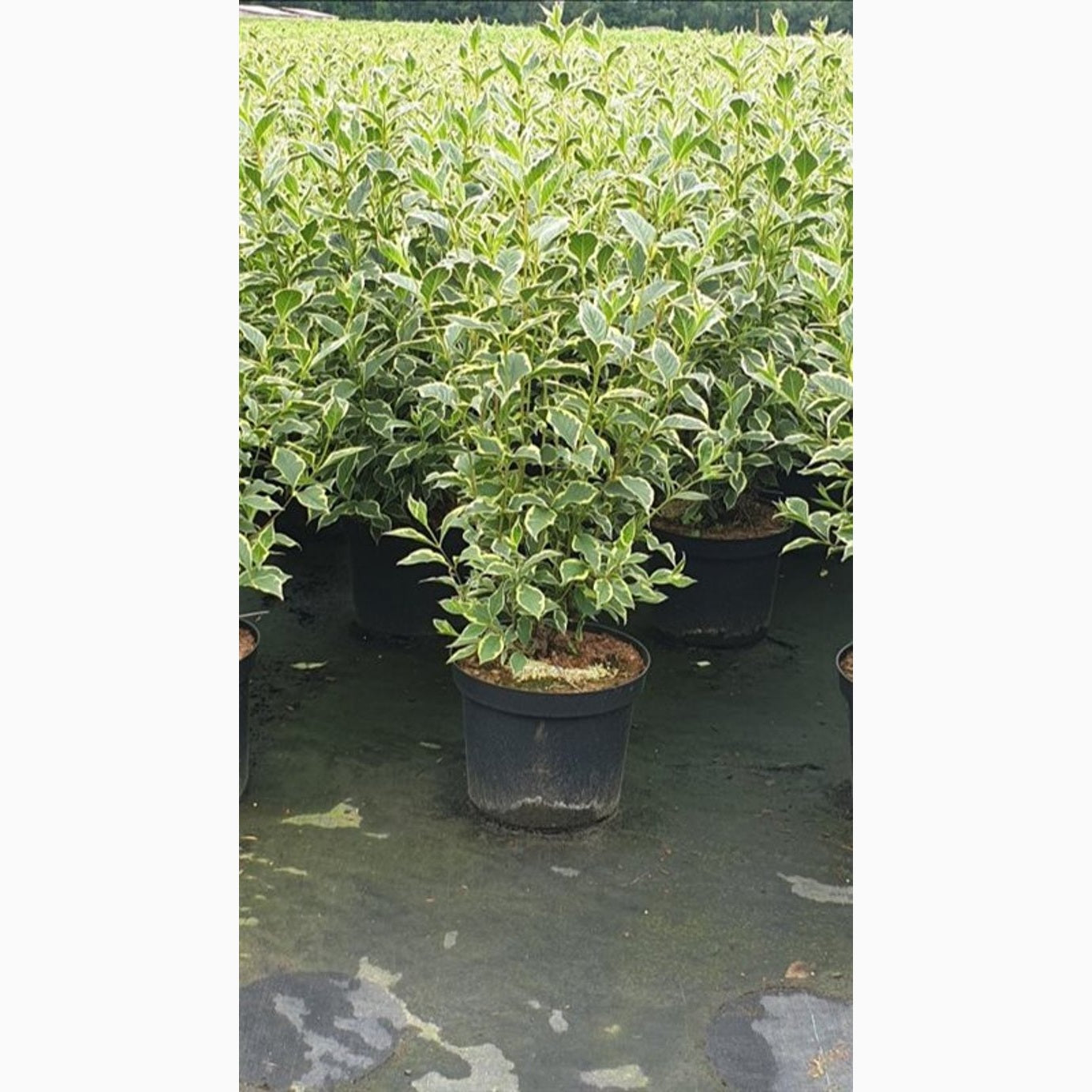 Praktweigela – Weigela 'Nana Variegata' - C12 100-125 CM