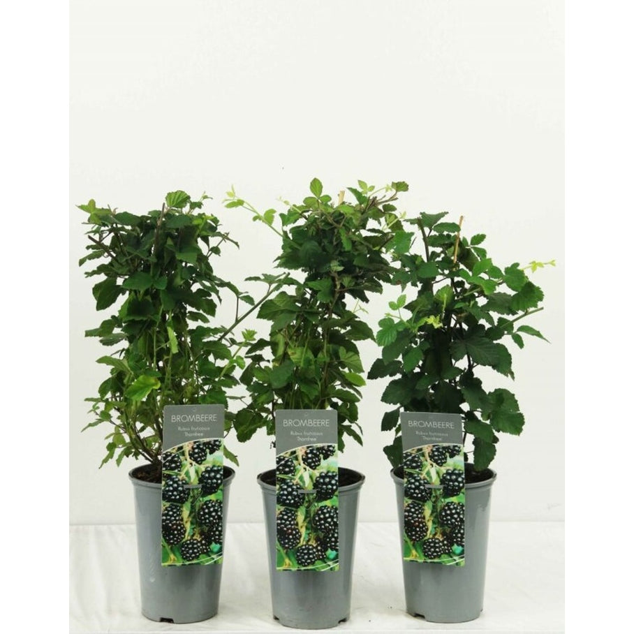 Björnbär – Rubus fruticosus 'Oregon Thornless' - C3 40-60 CM