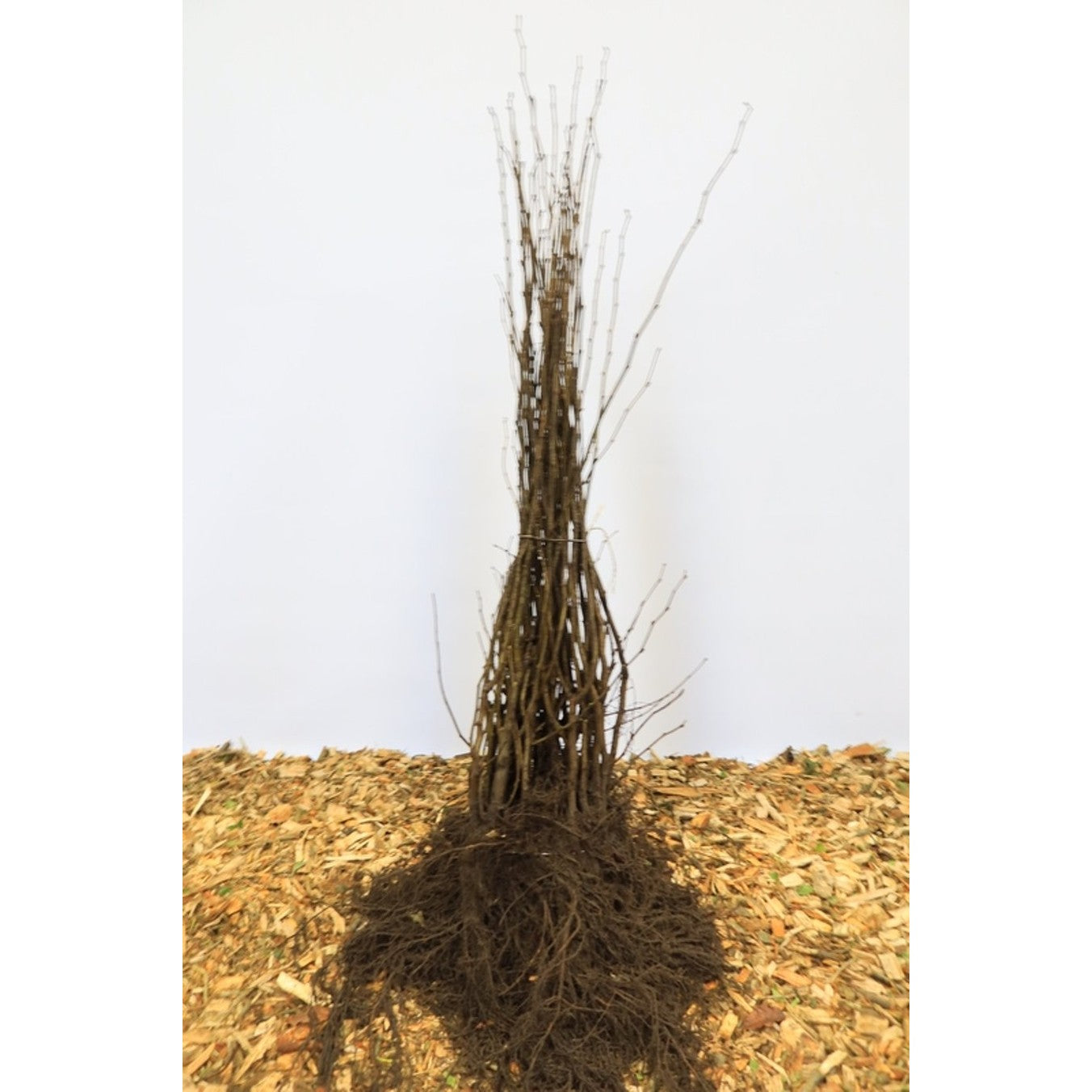 Hassel – Corylus avellana - 60-100 CM bare root 1/2   2-5 branche