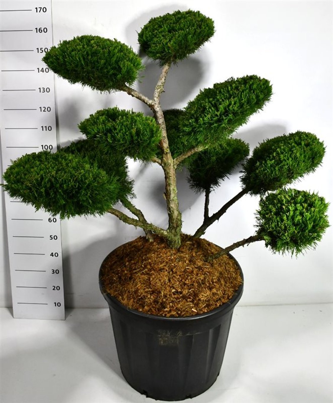 Pfitzer-en – Juniperus pfitzeriana 'Mint Julep' - C130 80-100 cm. Bonsai