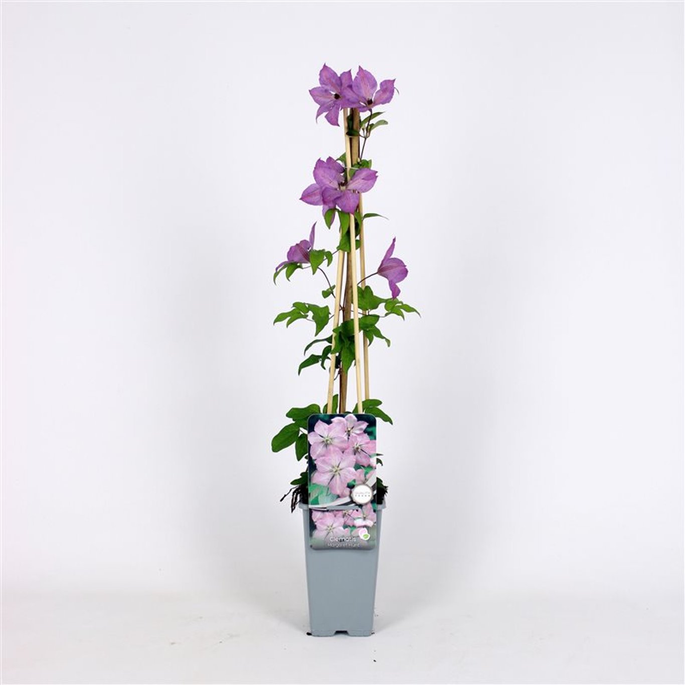 Klematis – Clematis 'Margaret Hunt' - C2 70/+ CM