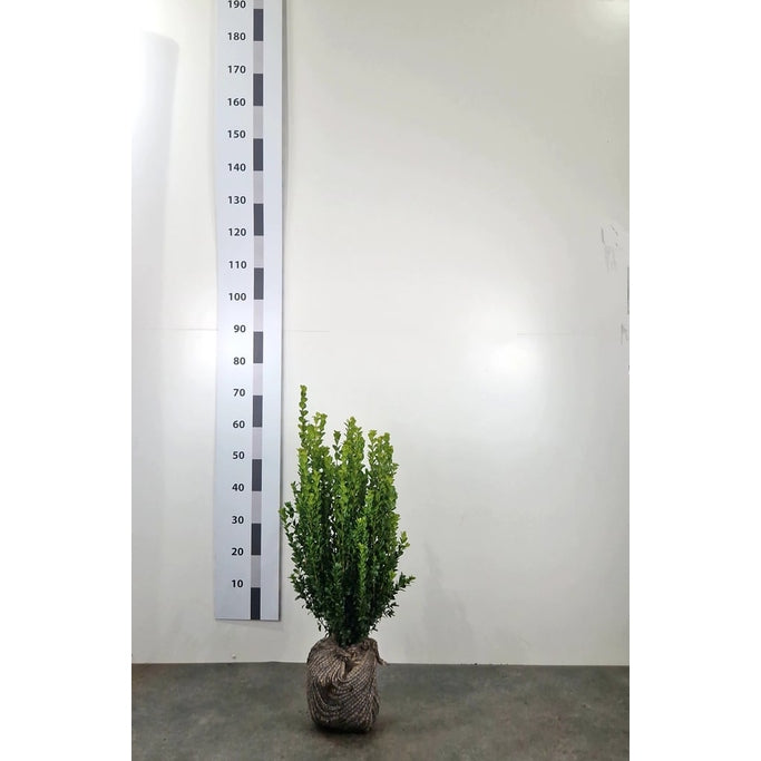 Buxbom – Buxus sempervirens 'Select' - 50-70 CM RB
