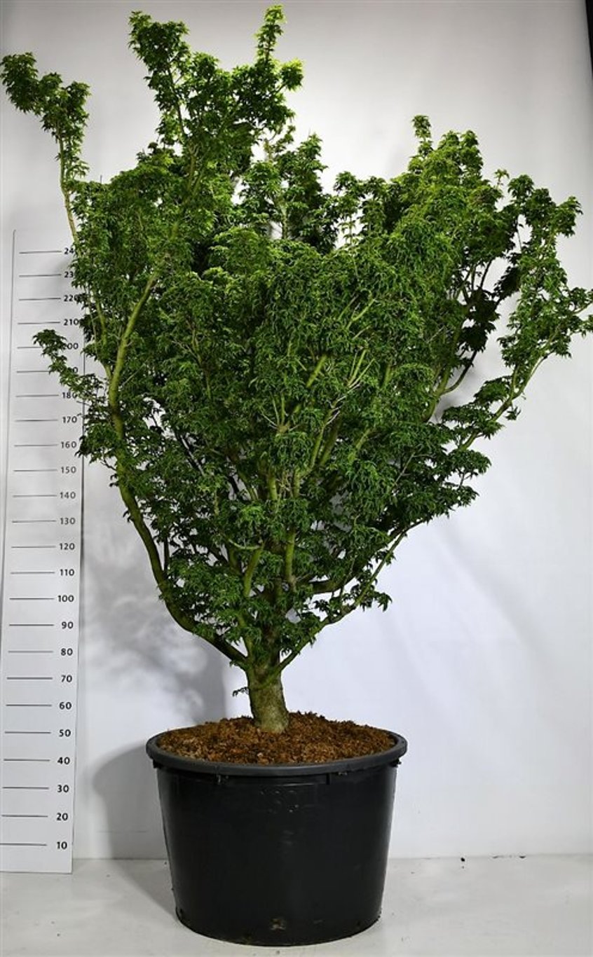 Japansk lönn – Acer palmatum &