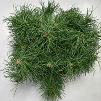 Tall – Pinus sylvestris 'Blue Pearl' - C13 30-40 cm.