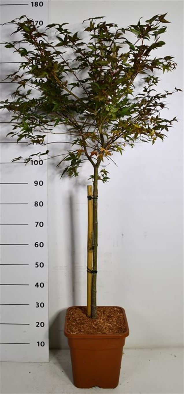 Japansk lönn – Acer palmatum &