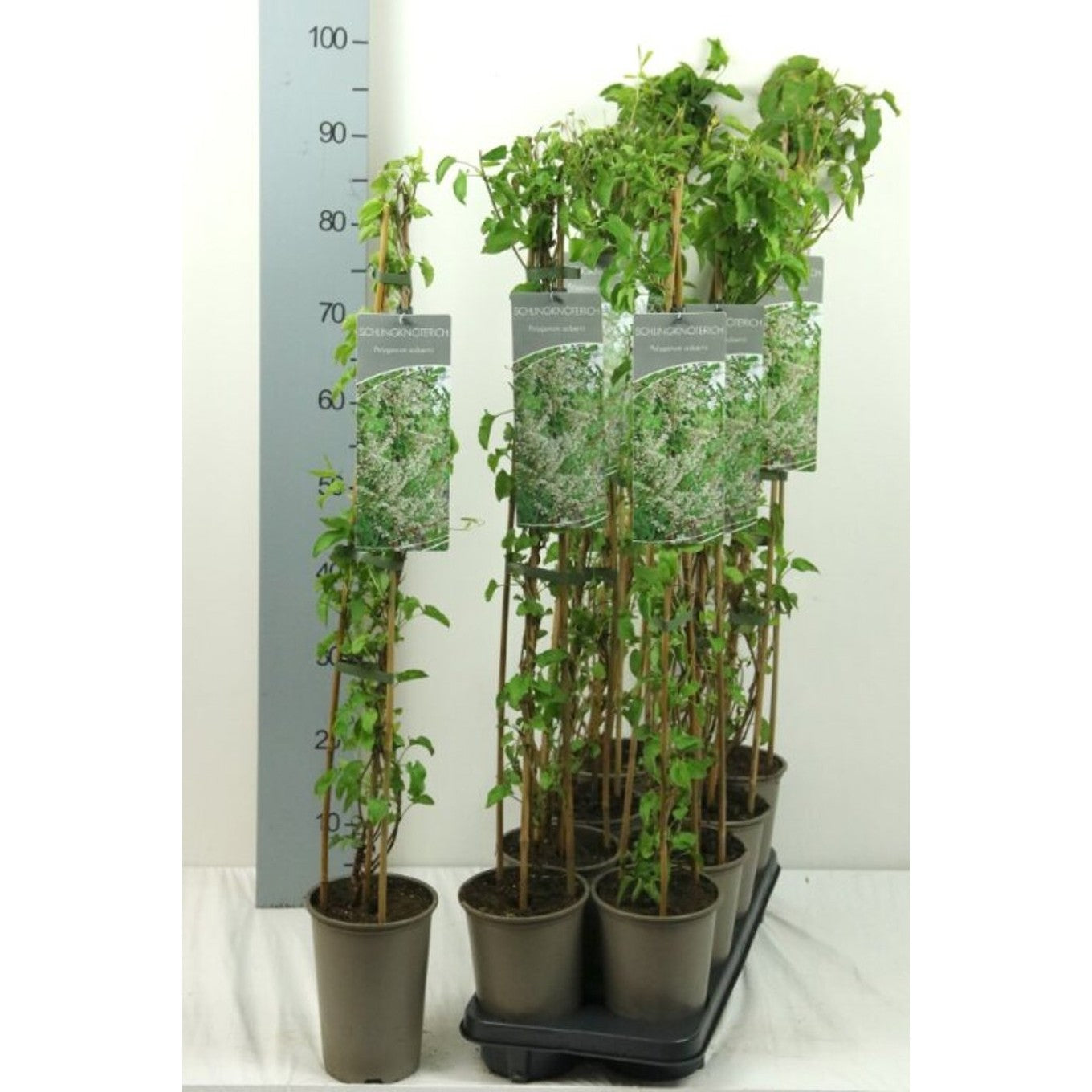 Parkslinga – Fallopia baldschuanica - C2 60-80 CM Stick