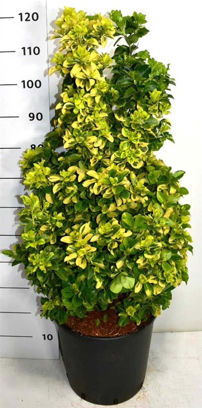Japansk benved – Euonymus japonicus &