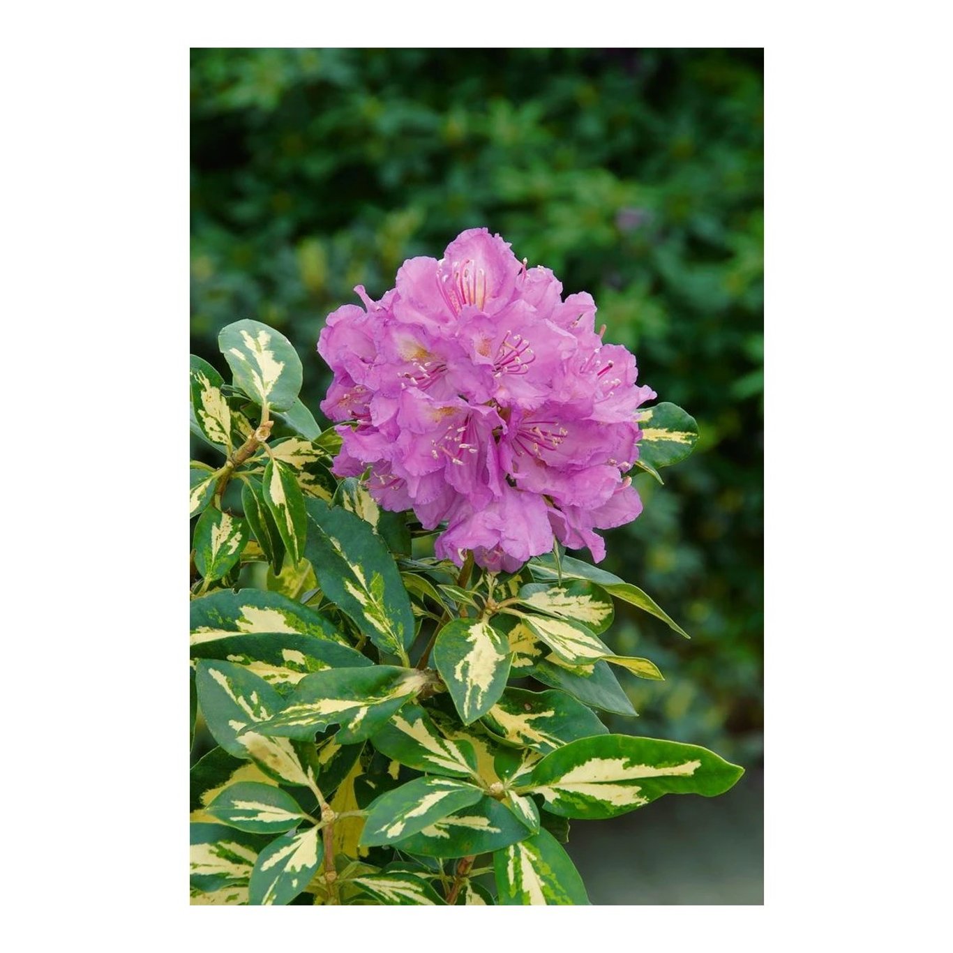Rhododendron – Rhododendron 'Blattgold' - C5 30-40 CM