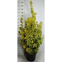 Japansk benved – Euonymus japonicus 'Aureus' - C30 100-125 cm.