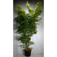 Japansk lönn – Acer palmatum 'Sangokaku' - C45 200-225 cm.