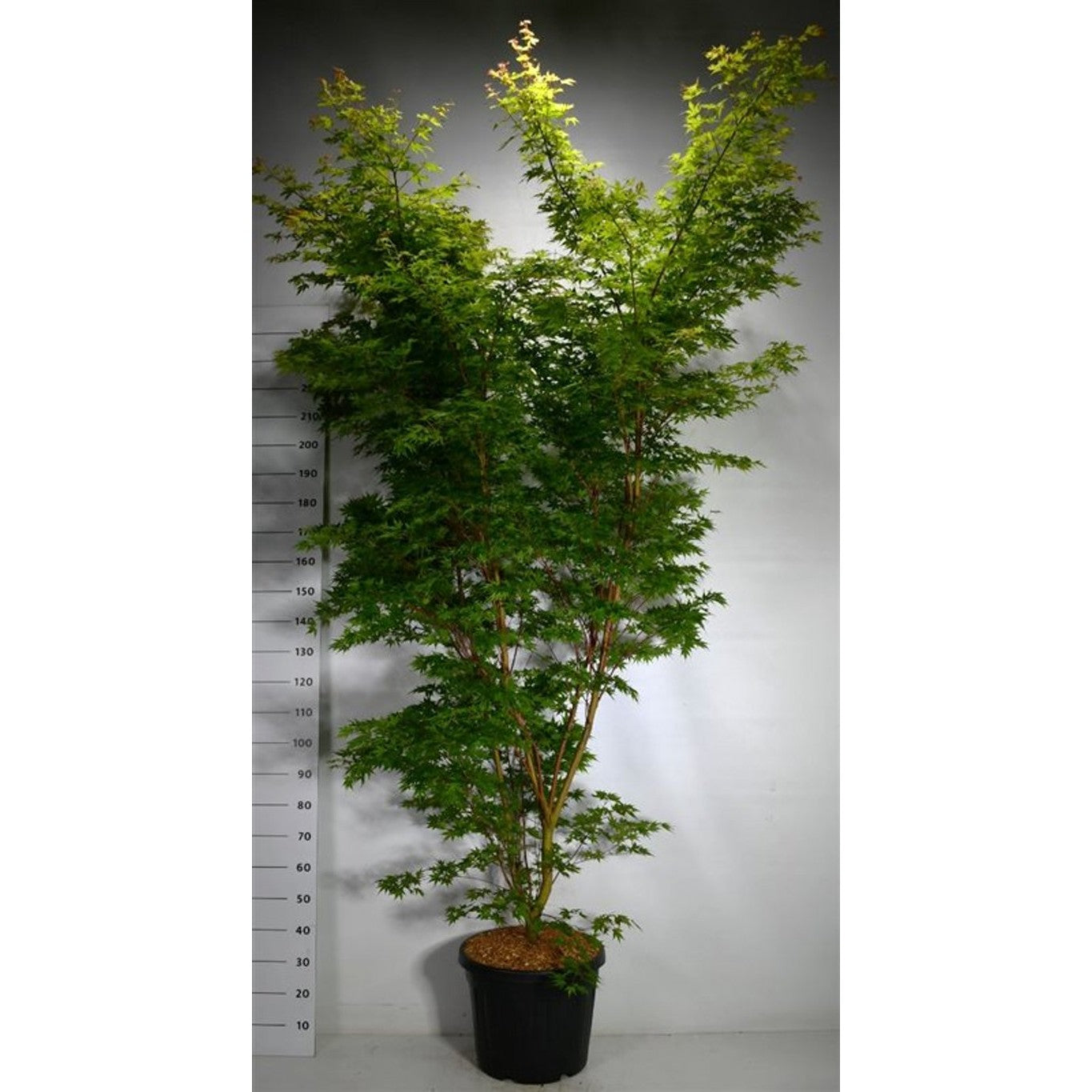 Japansk lönn – Acer palmatum 'Sangokaku' - C45 200-225 cm.