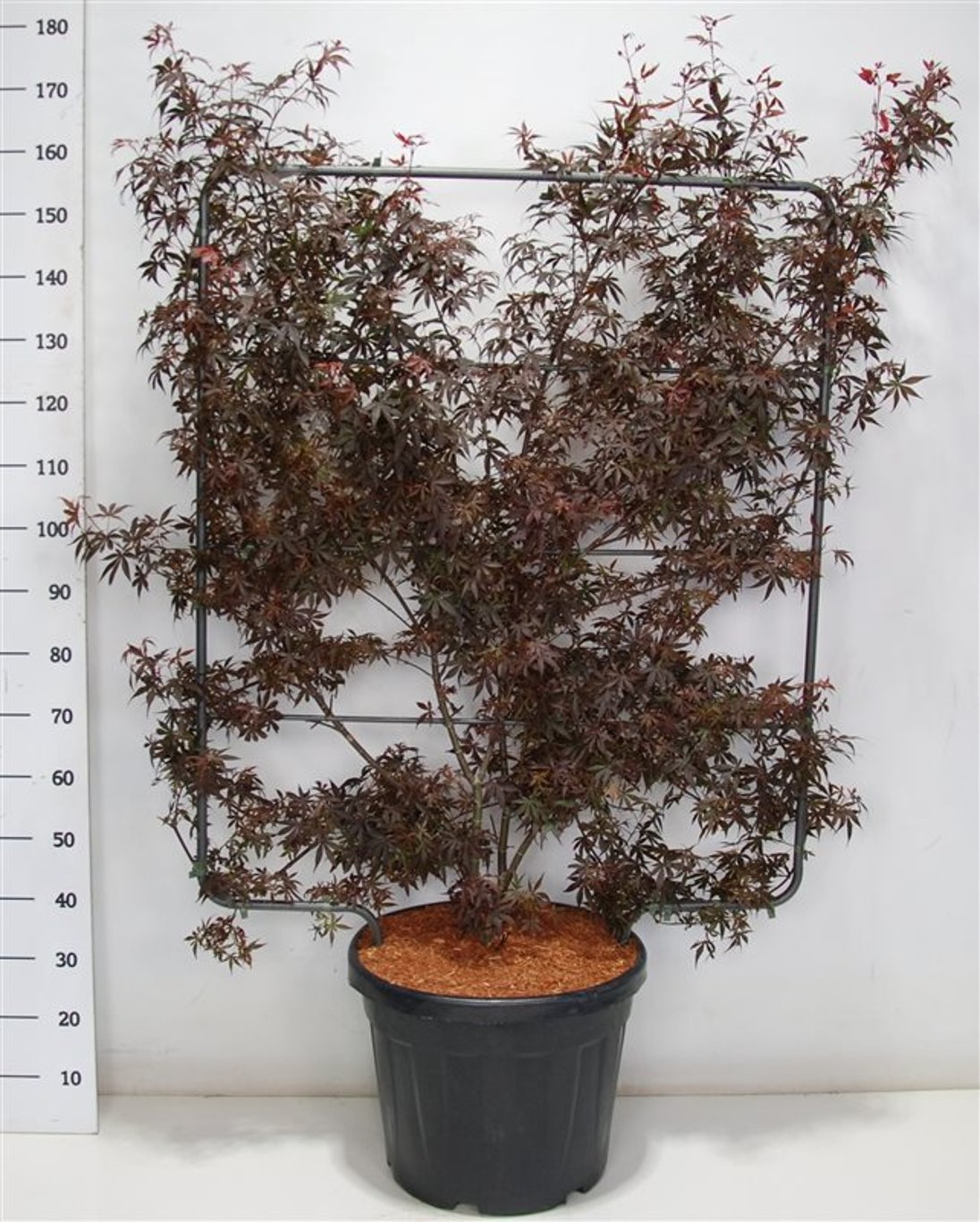 Japansk lönn – Acer palmatum &