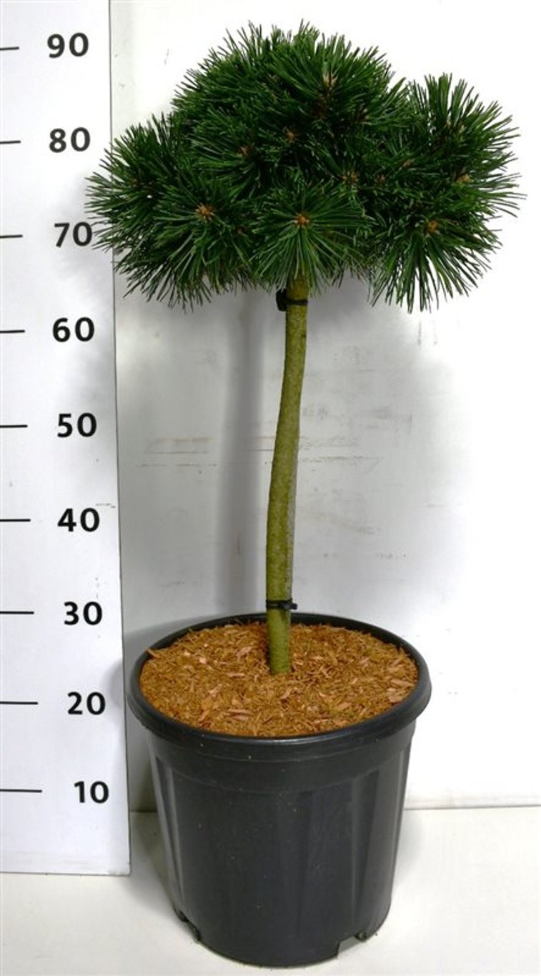 Bergtall – Pinus mugo &