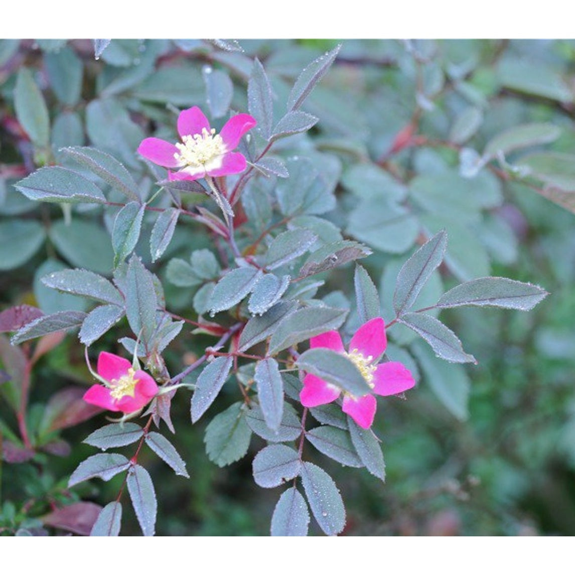 Glansros – Rosa glauca - 60-90 CM bare root 1/1  2 branche