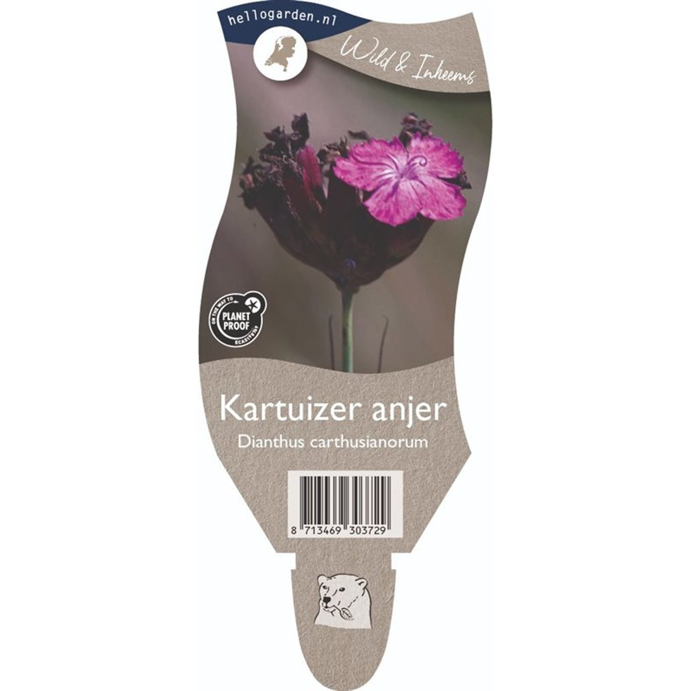 Kartäusernejlika – Dianthus carthusianorum - P11