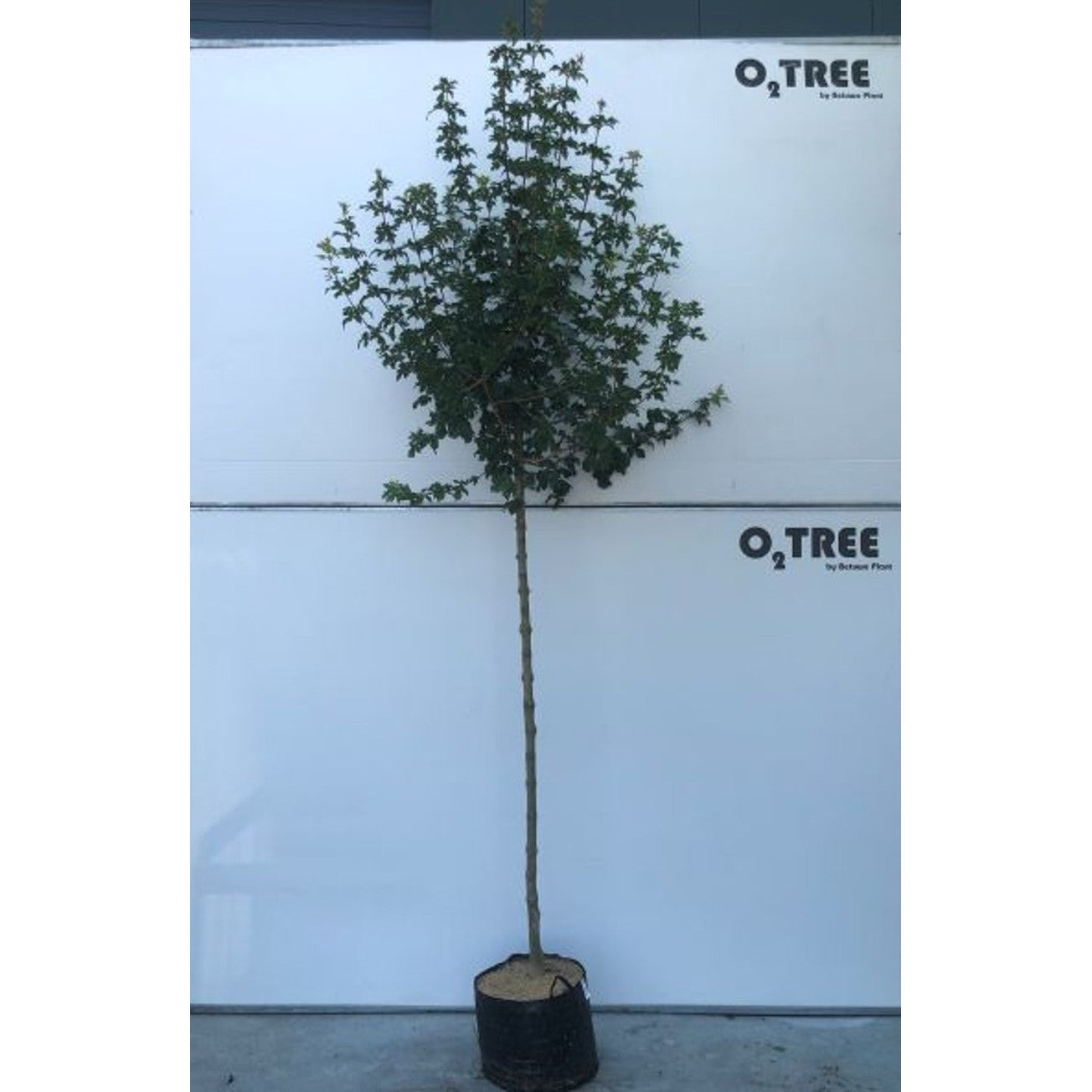 Fältlönn – Acer campestre - 10/12 in Cont HO/ST