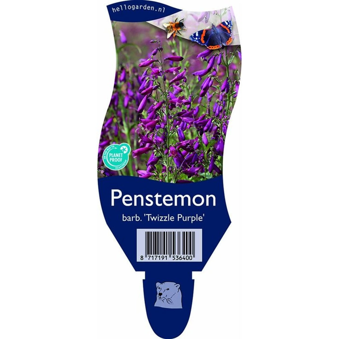 Penstemon – Penstemon barbatus 'Twizzle Purple' - P11