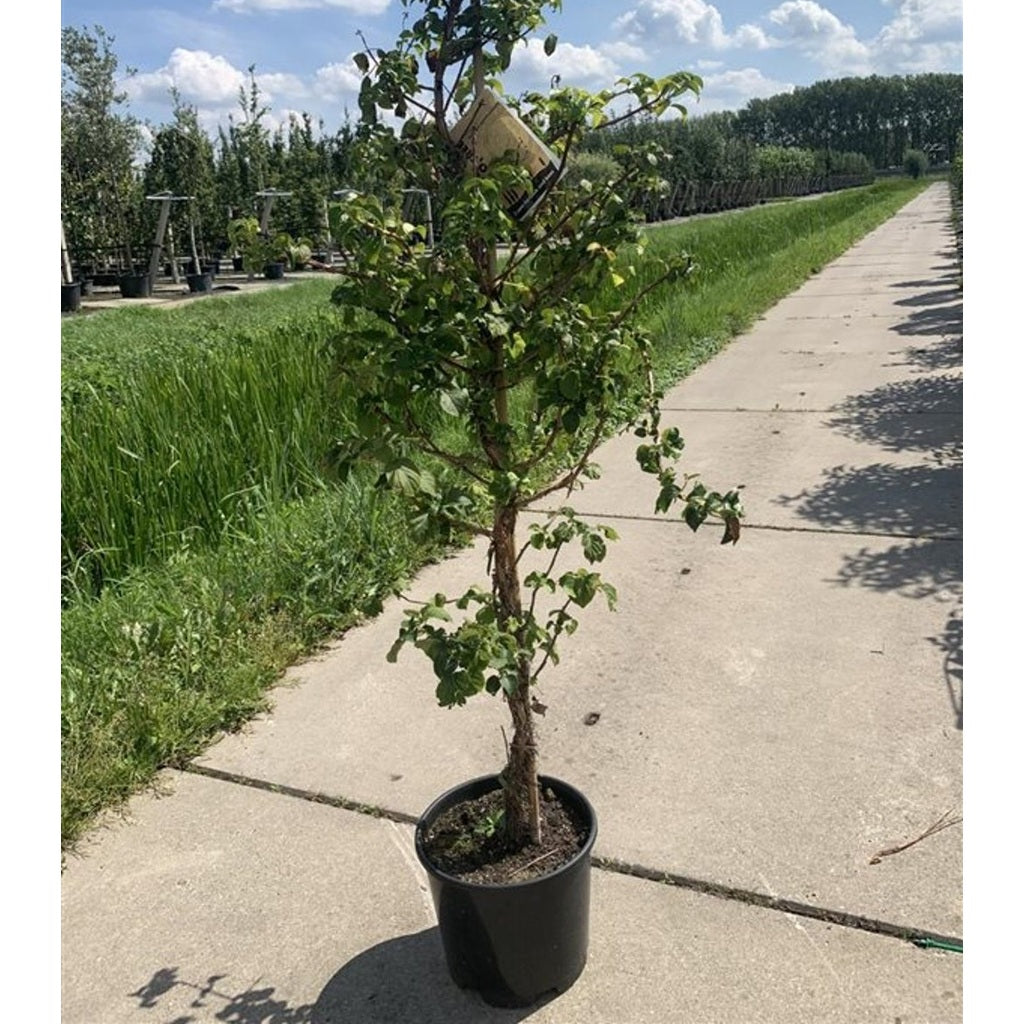 Hortensia – Hydrangea arborescens 'Pink Percussion' - C15 175-200 CM Feathered
