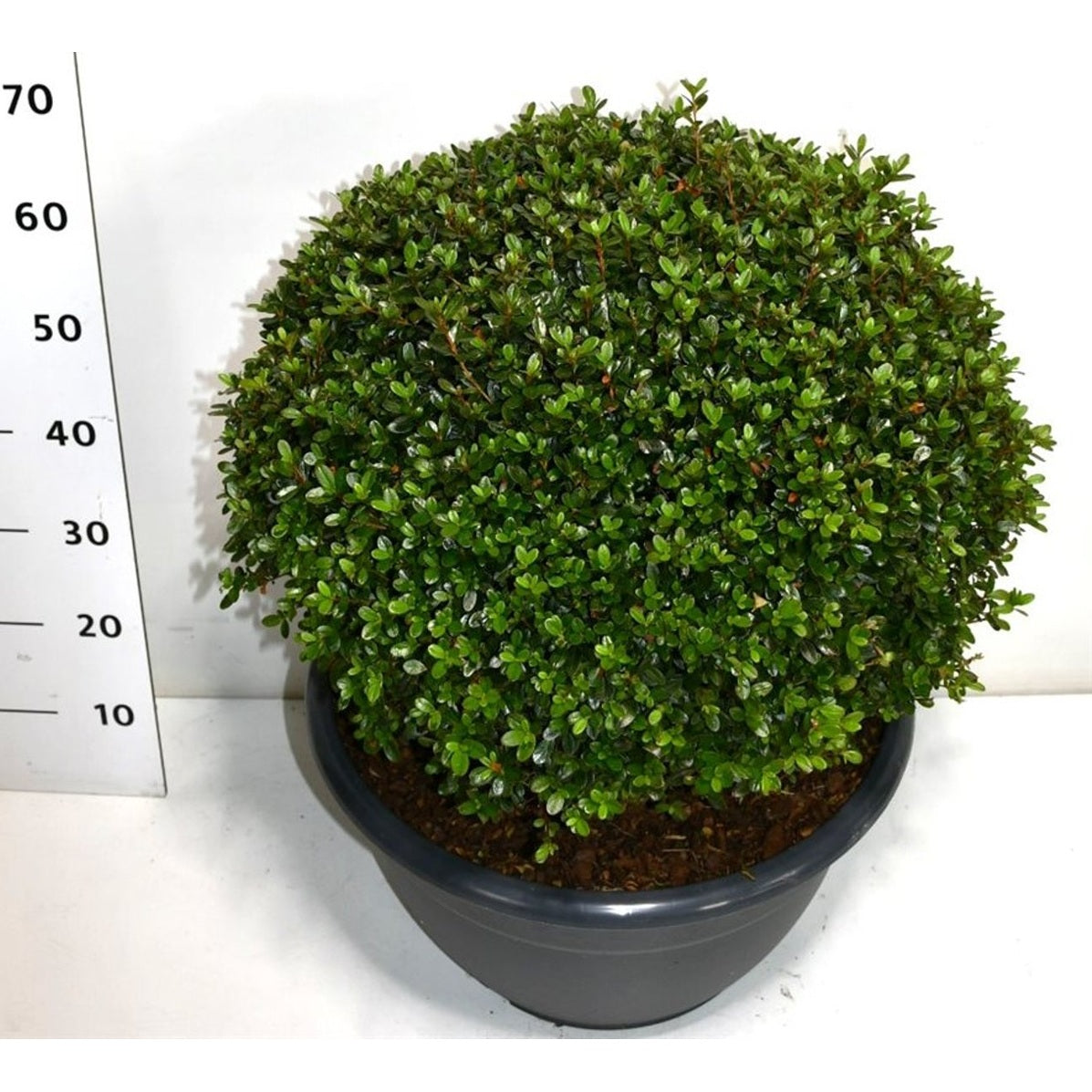 Rhododendron – Rhododendron (AJ); 'Amoena' - 60-70 CM Ball Cont.