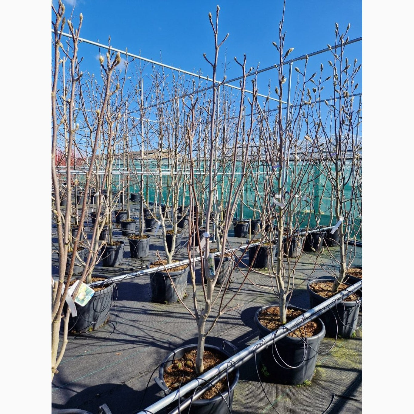 Magnolia – Magnolia 'Sunsation' - C35 150-175 CM