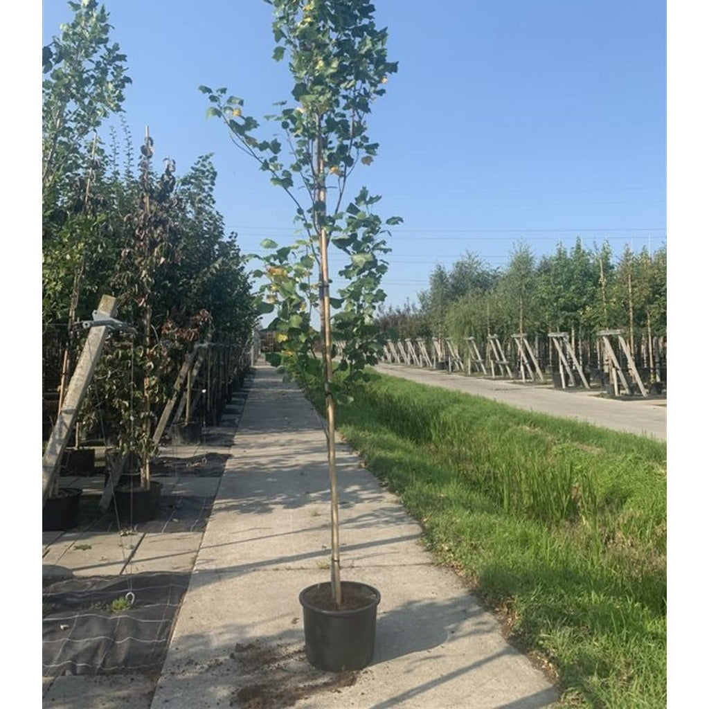 Tulpanträd – Liriodendron tulipifera 'Fastigiatum' - 12/14 RB