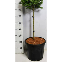 Serbgran – Picea omorika 'Nana' - C13 40 cm. Stam