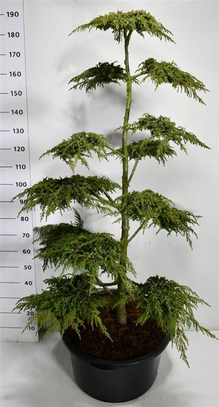 En – Juniperus communis &
