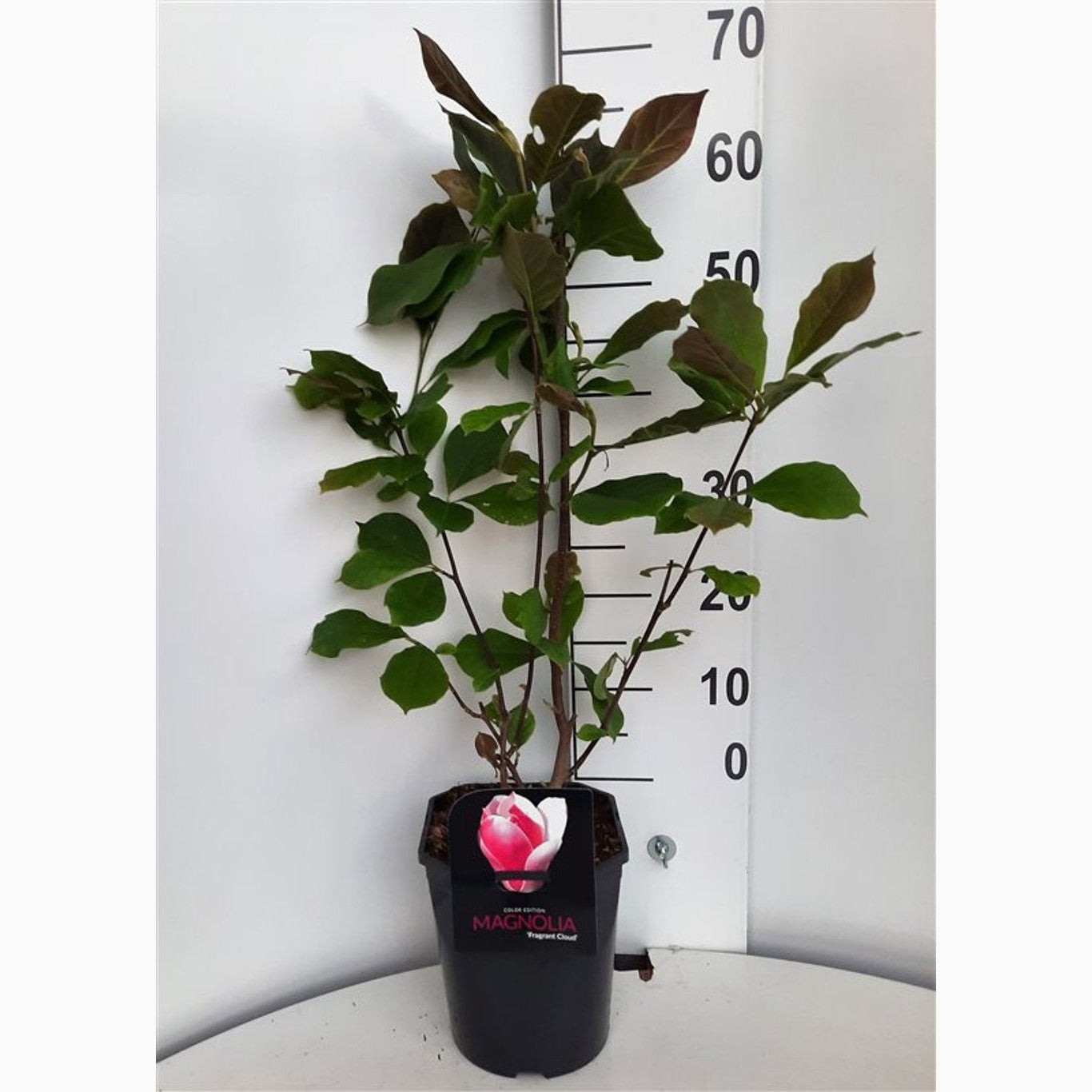 Magnolia – Magnolia denudata 'Fragrant Cloud' - C5 50-60 CM