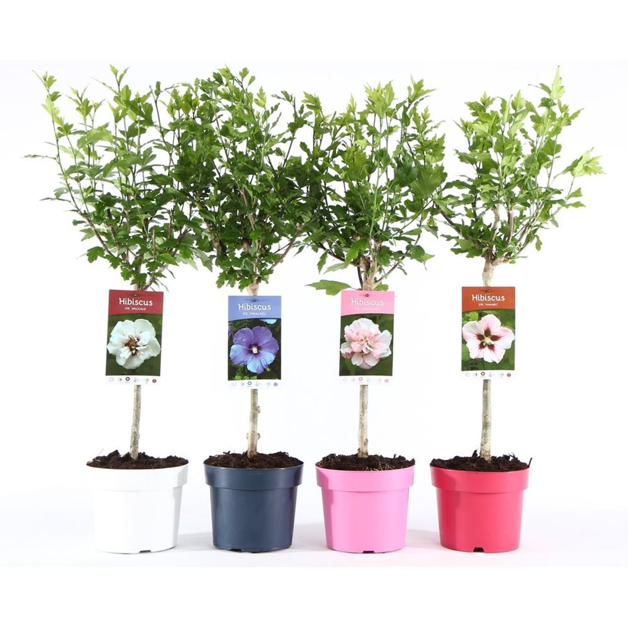 Hibiskus – Hibiscus syriacus 'Ton sur Ton' - 30 CM Stem C3