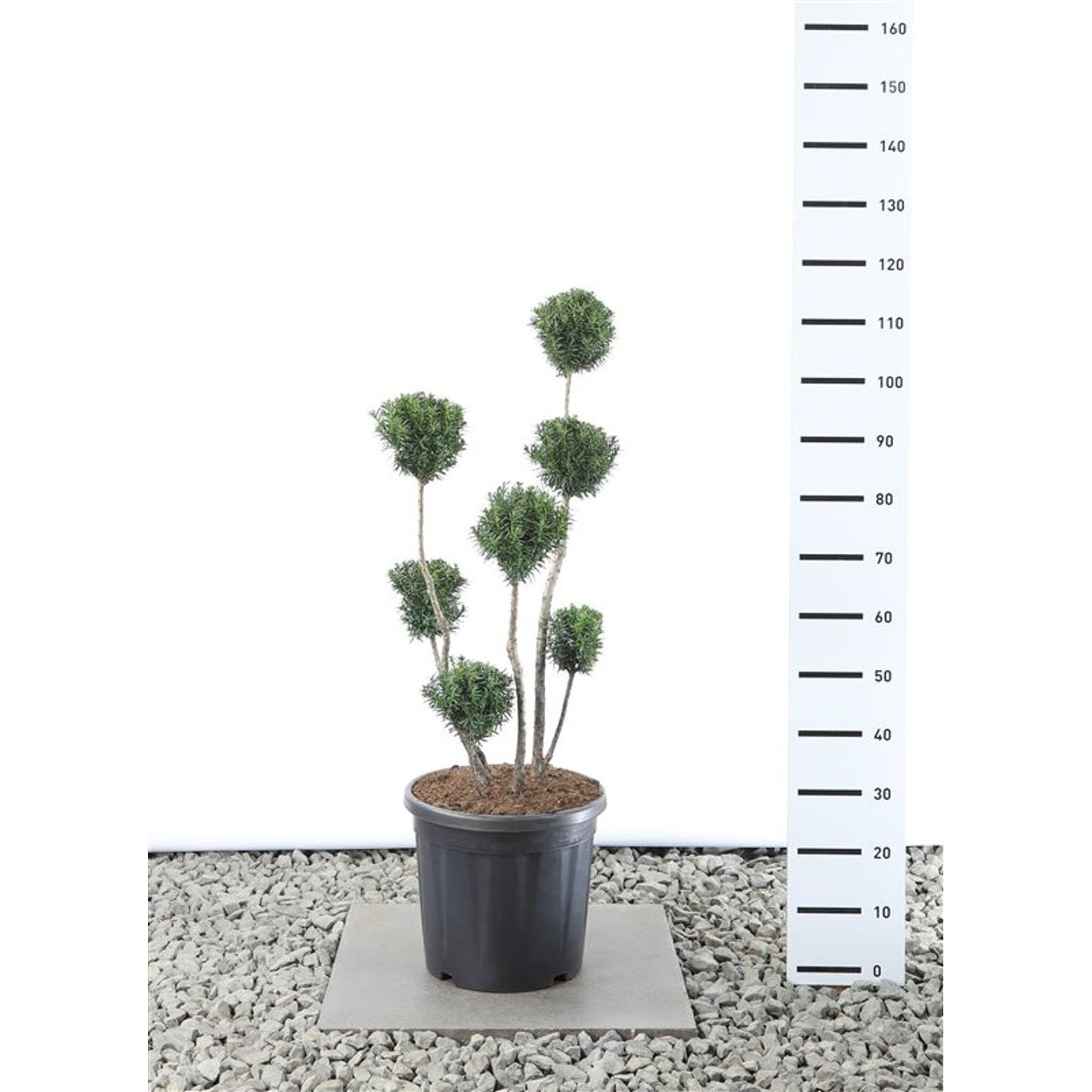 Hybrididegran – Taxus media 'Hicksii' - 60-80 CM PonPon Cont.