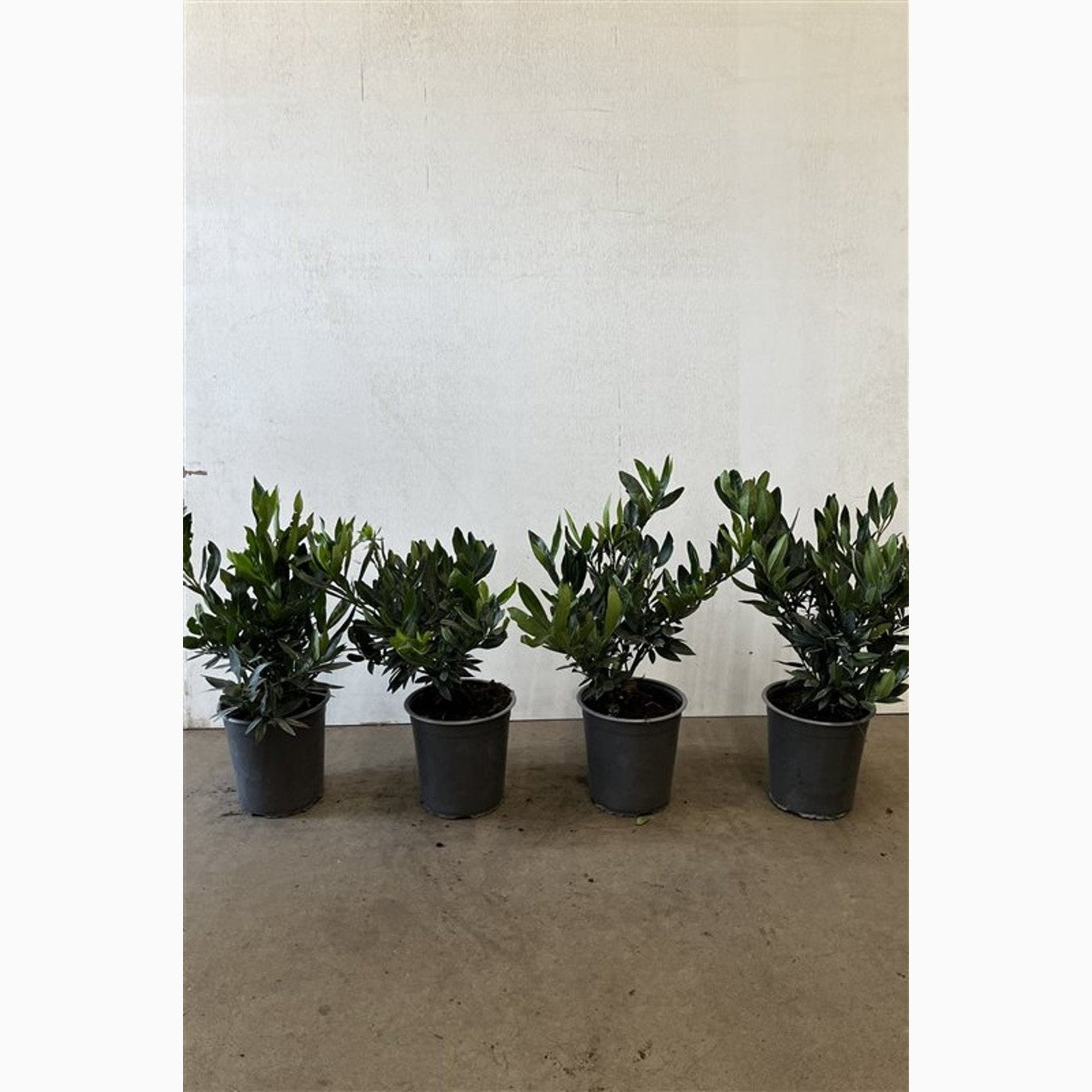 Lagerkörsbär – Prunus laurocerasus 'Otto Luyken' - C3.5 20-30 CM