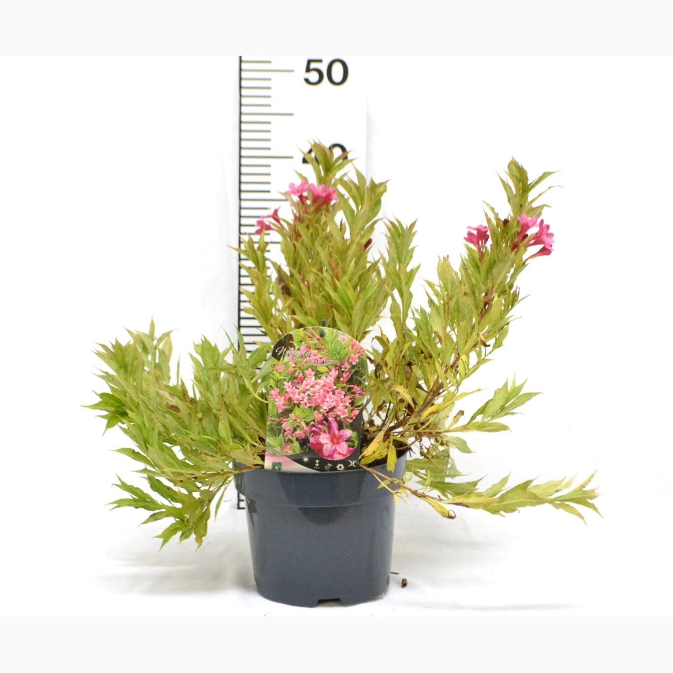 Praktweigela – Weigela 'Picobella Rosa' - C3 20-40 CM