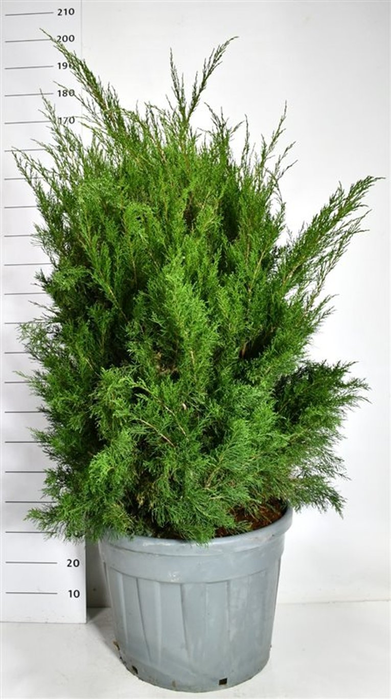 Pfitzer-en – Juniperus pfitzeriana &