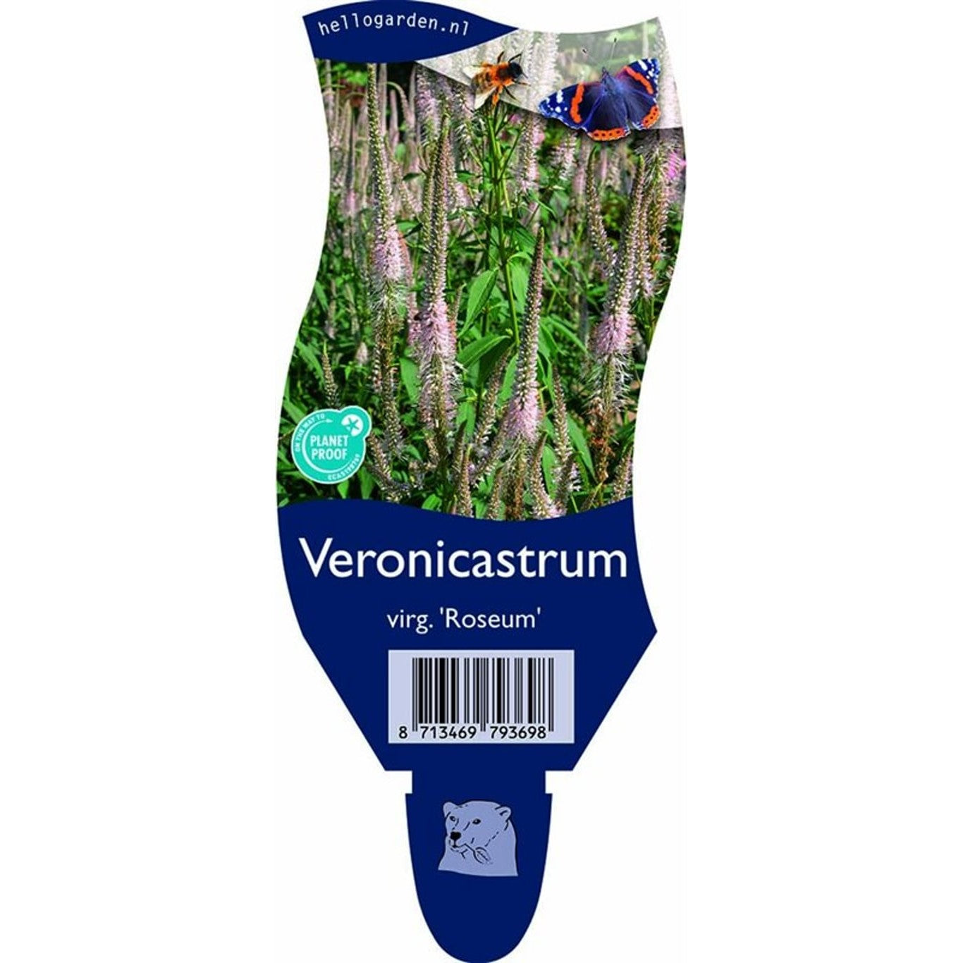 Sibirisk veronikasläktet – Veronicastrum virginicum 'Roseum' - P11